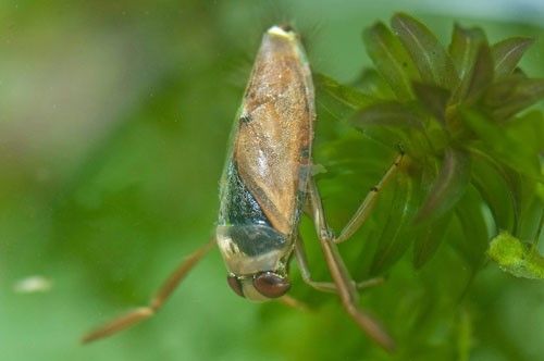 Figure 4. Notonecta glauca (Linnaeus) adult perched on aquatic vegetation.