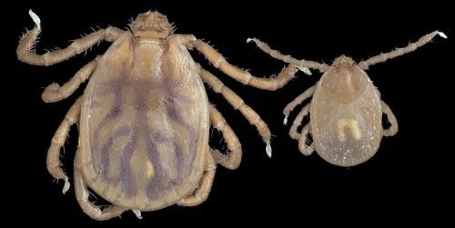 Figure 1. The female (left) and nymph (right) of the Asian longhorned tick, Haemaphysalis longicornis Neumann.