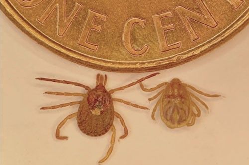 Figure 6. The adult stage of the lone star tick (left), Amblyomma americanum Linnaeus, and female Asian longhorned tick (right), Haemaphysalis longicornis Neumann, compared with a one cent coin. Note the short angular mouthparts on the Asian longhorned tick as compared to long and narrow mouthparts on the long star tick.