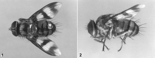Figure 7. Adult Oestrophasia sabroskyi (Diptera: Tachinidae), a native parasitoid of adult Artipus floridanus Horn.