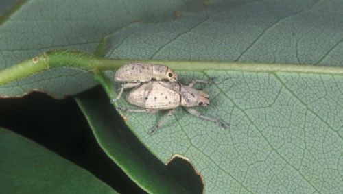 Figure 4. A mating pair of male and female adult little leaf notcher, Artipus floridanus Horn on vegetation, note notching on leaves. The smaller male is above the female.