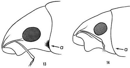 Figure 3. Illustration of hairs present behind eye of Tanymecus lacaenus Herbst (left) compared to Artipus floridanus Horn, which lacks hairs behind the eye (right).