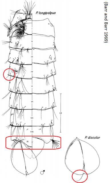 Figure 8. Figure of pupal Psorophora characteristics, by Barr and Barr (1969). Key features for the genus are circled in red: spine on the posterior (leading away from the thorax) corner of the fourth abdominal segment, lobes on the posterior edge of the eighth abdominal segment, and a seta (hair-like structure) arising from the paddle on the posterior tip of the pupa.