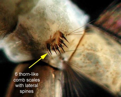 Figure 12. Larval Psorophora columbiae (Dyar & Knab) terminal abdominal segments viewed from the side with the head and thorax past the top left of the image, the siphon extending past the the bottom left, and the final abdominal segment (anal segment) partially visible in the bottom right. A series of six barbed, thorn-like comb scales is located on the eighth abdominal segment.