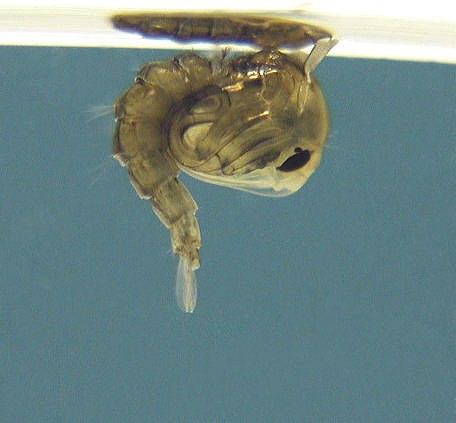 Figure 7. Psorophora columbiae (Dyar & Knab) pupa, oriented with the dorsum (back) facing upwards towards the surface of water.