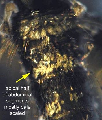 Figure 4. Adult Psorophora columbiae (Dyar & Knab) abdomen viewed from the top, with the thorax oriented at the top of the image. Pale patches, sometimes appearing as a non-uniform assemblage, are visible on the apical portions of abdominal segments (arising from the edge farther from the thorax). The arrow points to a contiguous pale patch.