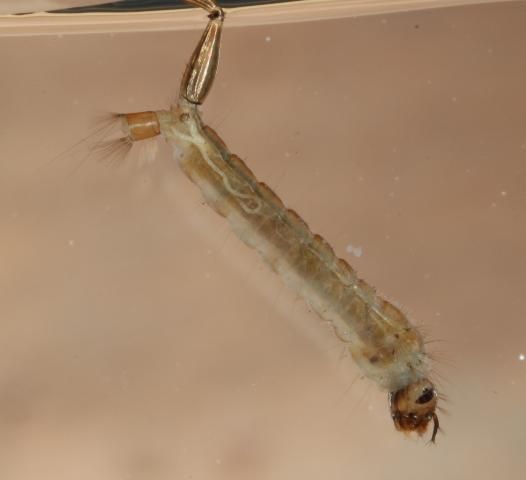 Figure 9. Psorophora columbiae (Dyar & Knab) larva.