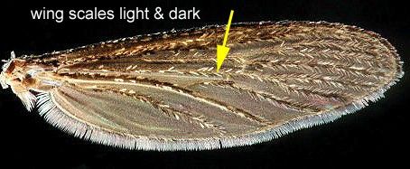 Figure 5. Adult Psorophora columbiae (Dyar & Knab) right forewing, with the attachment to the thorax oriented on the left of the image. Thin, elongate scales on all wing veins are typically a mixture of dark and pale scales, giving a 