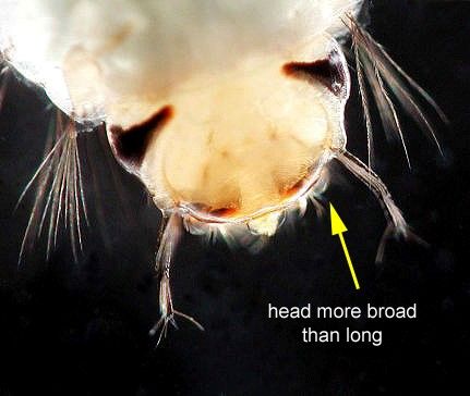 Figure 10. Larval Psorophora columbiae (Dyar & Knab) head. Head capsule is wider than its length, giving a squashed appearance. Antennae are visible as two arm-like structures extending from the edge of the head, terminating in hair-like structures, or setae.