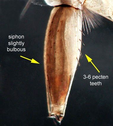 Figure 14. Larval Psorophora columbiae (Dyar & Knab) siphon with the head and thorax oriented towards the left of the image and the last abdominal segment (anal segment) in the top right. Psorophora, as a genus, typically have rounded, bulbous siphons where the middle portion of the segment is wider than the ends. A series of three to six straight, narrow spines, called pecten spines, is a diagnostic feature of Psorophora columbiae.