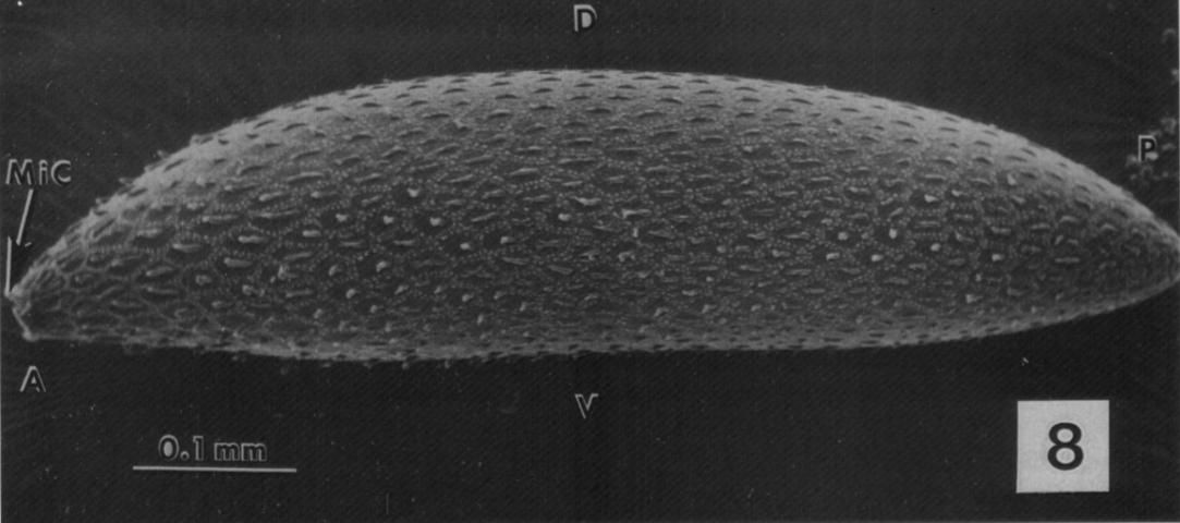 Figure 15. Egg of Psorophora columbiae (Dyar & Knab), taken from a scanning electron micrograph figure in Bosworth et al. (1998). The anterior end of the egg is oriented to the left in the image, with the micropyle (or follicular attachment point when in the ovary) denoted with MiC. The posterior end (P), dorsal side (D), and ventral side (V) are also denoted.