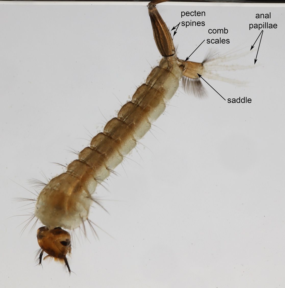 Psorophora columbiae (Dyar & Knab) larva.