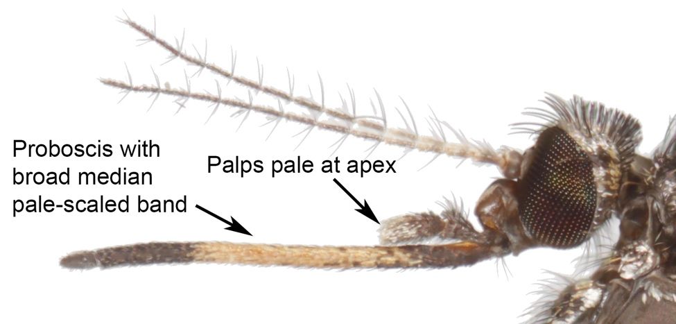 Head of Psorophora columbiae (Dyar & Knab) displaying a distinctive pale band that encircles the proboscis and pale tips on the palps.