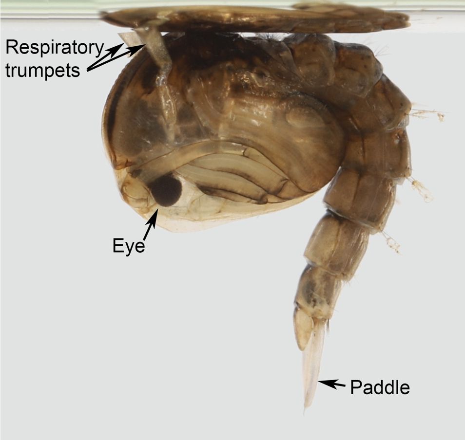 Psorophora columbiae (Dyar & Knab) pupa, oriented with the dorsum (back) facing upwards towards the surface of water.