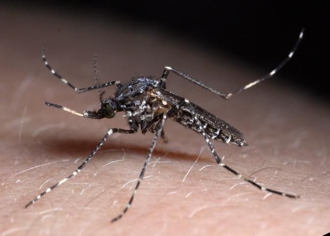 Figure 1. Psorophora columbiae (Dyar & Knab) adult female.