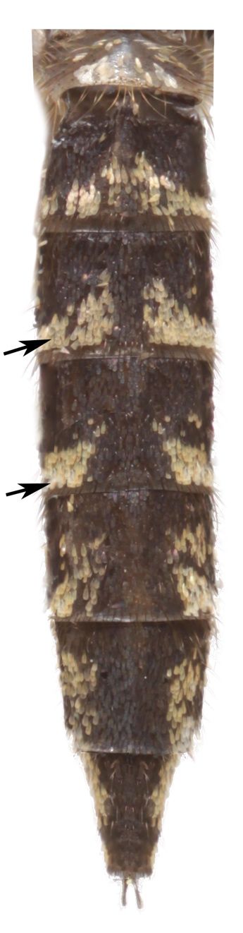 Abdomen of Psorophora columbiae (Dyar & Knab) female (viewed from above). Patches of pale scales (arrows), occur on the apical half of abdominal segments.