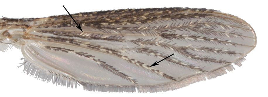Wing of Psorophora columbiae (Dyar & Knab) female. Scales (arrows) on wing veins are typically a mixture of dark and pale scales, giving a "salt and pepper" appearance. 