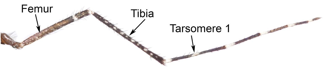 Hind leg of Psorophora columbiae (Dyar & Knab) female. The tarsomeres have basal pale bands and the first tarsomere has a median pale band.