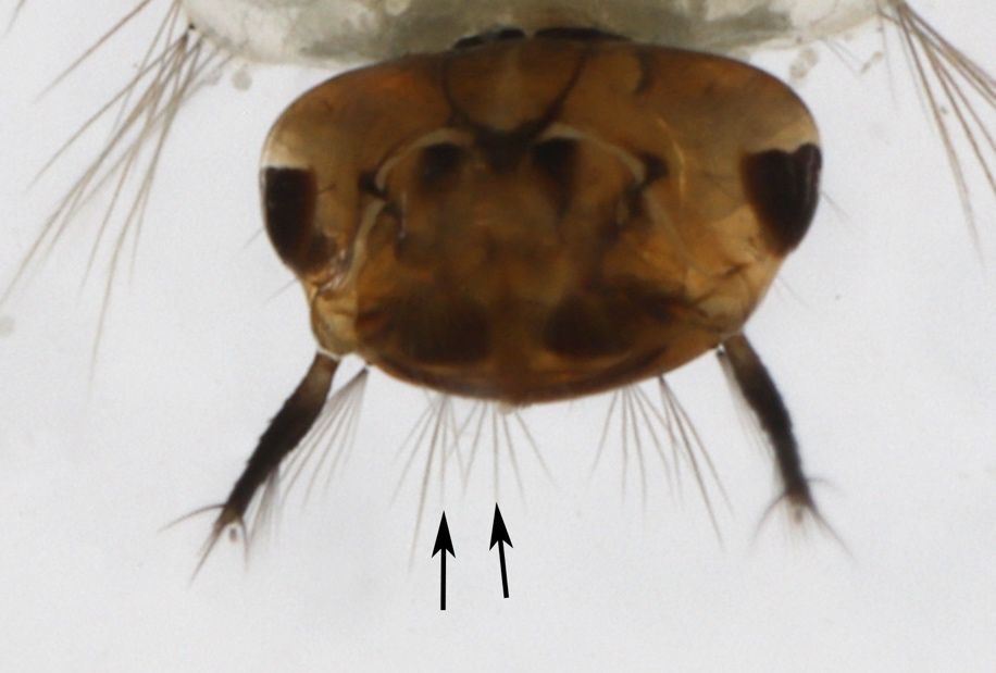 Head of Psorophora columbiae (Dyar & Knab) larva. The head is wider than its length. Antennae appear as two dark appendages extending from the anterior of the head, terminating in hair-like structures, or setae. The pairs of setae (arrows) arising from the front-middle of the head contain more than 4 branches each.