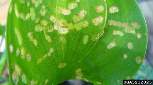 Figure 7. Typical leaf damage caused by adults of Neochetina eichhorniae Warner on a water hyacinth, Eichhornia crassipes (Mart.) Solms, plant.