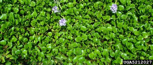 Figure 5. Dense mat of water hyacinth, Eichhornia crassipes (Mart.) Solms, covering a body of water.