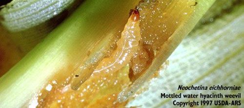 Figure 4. Larva of Neochetina eichhorniae Warner inside leaf tissue of water hyacinth, Eichhornia crassipes (Mart.) Solms.