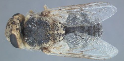 Figure 1. Adult sheep bot fly, Oestrus ovis L.