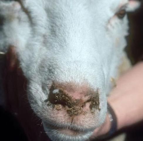 Figure 8. Oestrus ovis L. infestation of a sheep resulting in nasal discharge symptom.