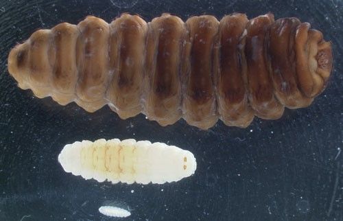 Figure 5. Size comparison of Oestrus ovis L. larval instars, from top to bottom: L3 (up to 30 mm long), L2 (3 to 14 mm long), and L1 (1 mm long).