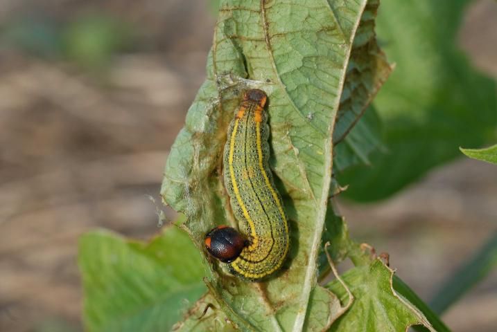 Figure 5. Mature larva of bean leafroller, Urbanus proteus (Linnaeus).