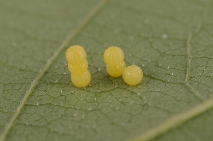 Figure 3. Eggs of the bean leafroller, Urbanus proteus (Linnaeus).