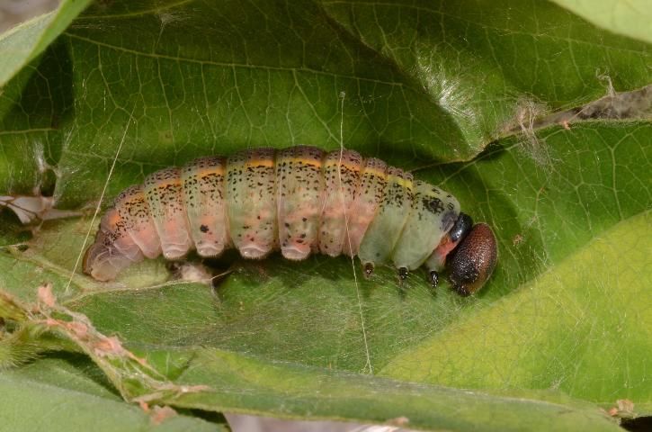 Figure 6. Prepupa of bean leafroller, Urbanus proteus (Linnaeus). This is the end of the caterpillar stage but it is beginning to thicken and shorten as it prepares to transform into a pupa.