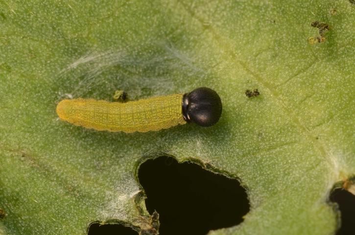 Figure 4. First instar larva of bean leafroller, Urbanus proteus (Linnaeus), measuring only 4.5 mm (about 3/16 inch) in length.