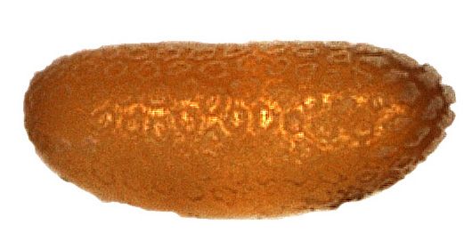 Figure 4. Egg of Pseudophilothrips ichini Hood.