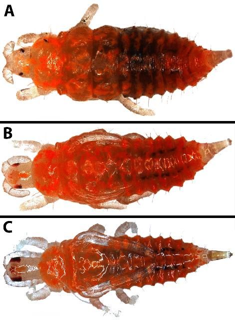 Figure 6. Pupal instars of Pseudophilothrips ichini Hood. A: pre-pupal stage, B: first pupal stage, and C: second pupal stage.