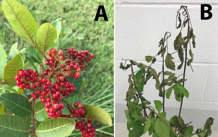 Figure 8. Schinus terebinthifolia Raddi plants. A: Plant with fruits, B: Plant damaged by Pseudophilothrips ichini Hood.