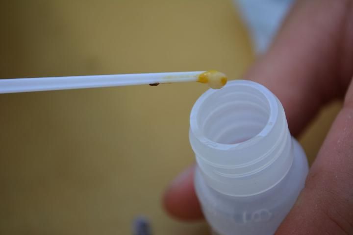 Figure 7. Larvae going into the extraction bottle.
