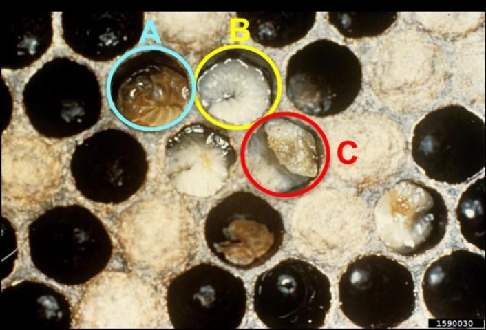 Figure 2. A) Apis mellifera larvae infected with European foulbrood; Infected larva (brown) with tracheal system visible through its integument. B) Apparently healthy larvae (pearly white, glistening, C-shaped). C) Curled, discolored larvae, twisting up in the cell.