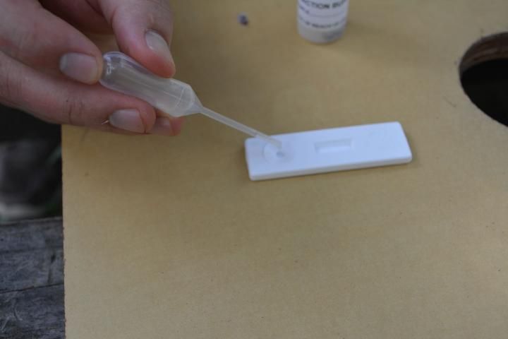 Figure 10. Squeezing two drops of the sample into the sample well with the pipette.