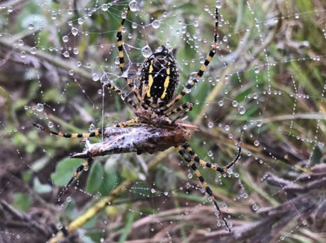 Figure 5. A female Argiope aurantia (Lucas) using the throwing method to secure an Orthopteran (grasshopper) host.
