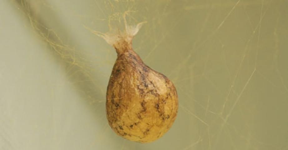 Figure 2. Light brown egg sac of the yellow garden spider, Argiope aurantia (Lucas).