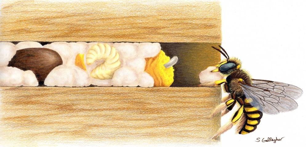 Figure 5. Rendition of life stages (in order from left to right: pupa, larva, egg, and adult female) inside of a cavity nest of Anthidium manicatum (Linnaeus). Note the pollen collecting hairs on the underside of the adult bee's abdomen.