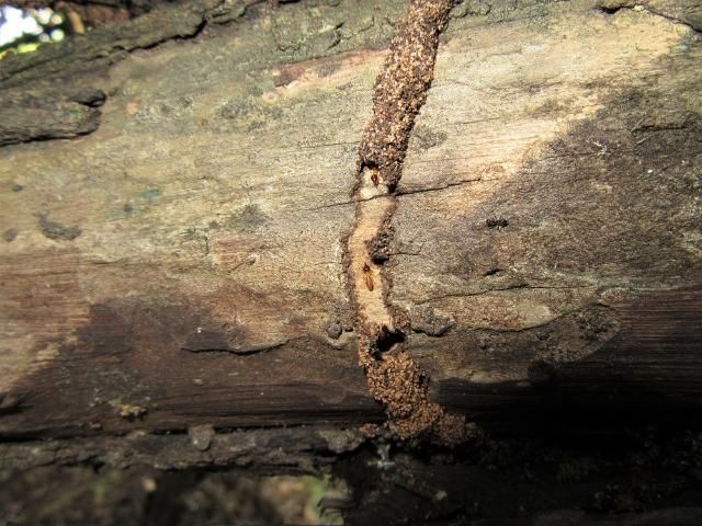 Figure 7. Nasutitermes corniger (Motschulsky) tunnel on tree branch. Tunnel broken open to show interior and foraging soldiers.