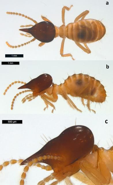 Figure 3. Nasutitermes corniger (Motschulsky) soldier, (a) dorsal and (b) lateral views. Note the six setae (hairs) on the head (c).
