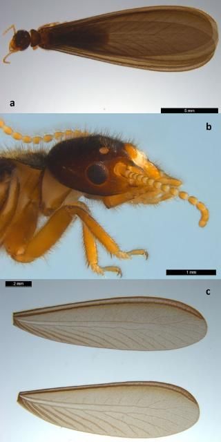 Figure 4. Winged adults of Nasutitermes corniger (Motschulsky), (a) dorsal view, (b) lateral view of head, and (c) fore and hind wing.