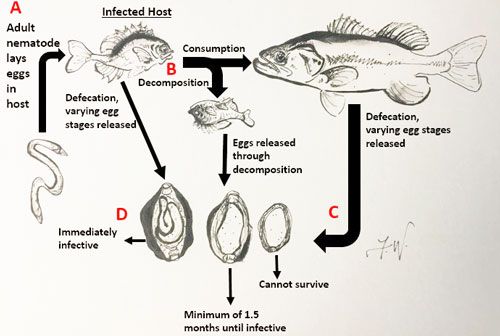 Figure 4. Steps in the life cycle of the species Huffmanela huffmani, the only fresh water Huffmanela species known. This figure is based off of the first lab-based life cycle in the genus Huffmanela. Figure not to scale.