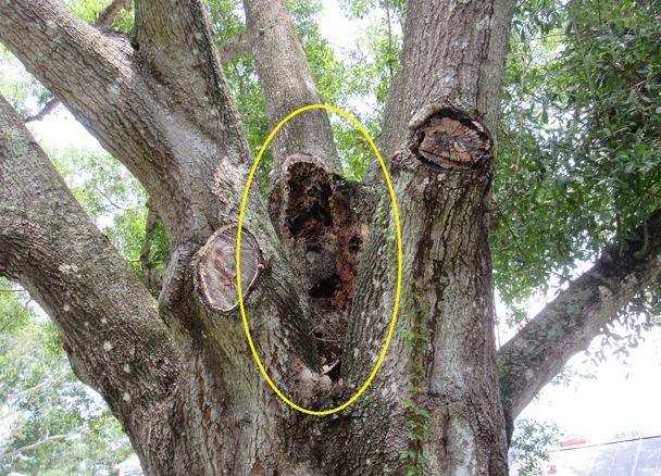 Figure 32. Tree damaged by Formosan subterranean termites. Cavity filled with mud and carton material.