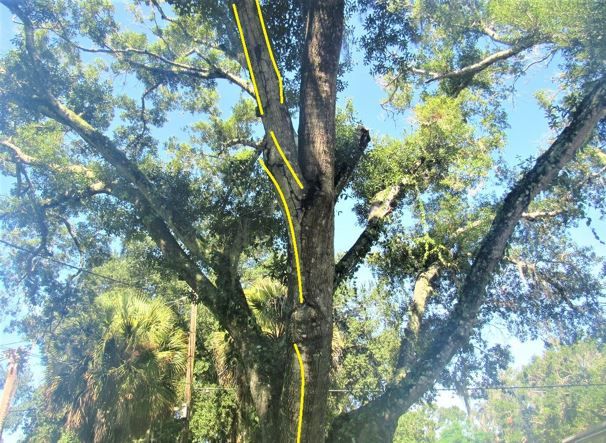 Figure 33. Formosan subterranean termite mud tubes on tree, highlighted in yellow.
