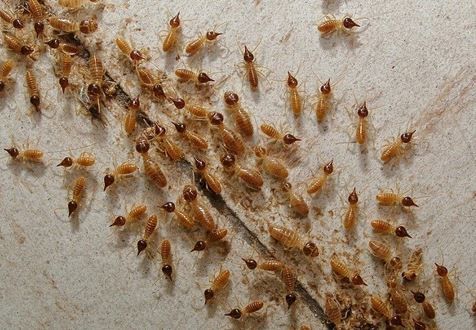 Figure 41. Conehead termite soldiers with snout-like projection mixed with worker termites. The snout-like projection can shoot out a sticky fluid as a defensive mechanism.