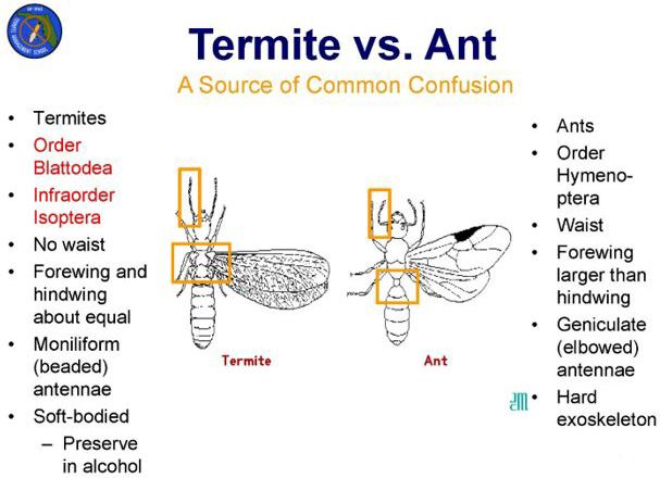 Figure 6. The characteristics that separate swarming termites from swarming ants. Most people can see the waist on an ant.